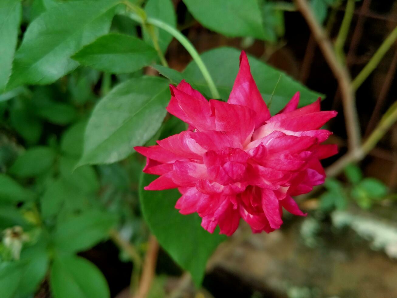 Roses have a pink color and beautiful petal shape photo