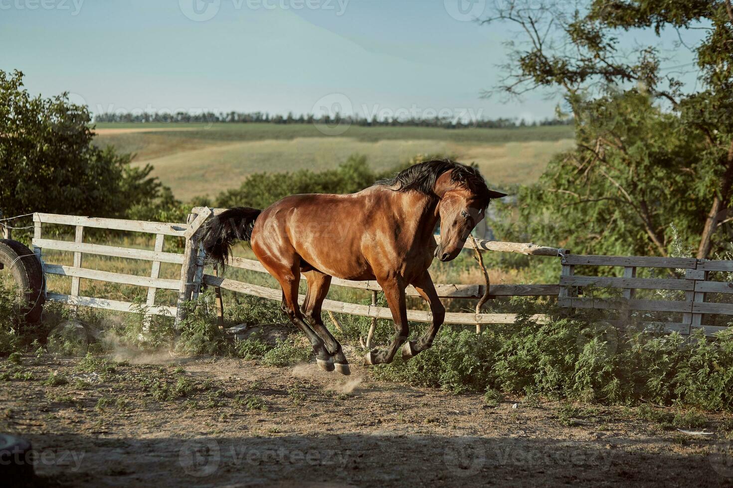 Horse running in the paddock on the sand in summer photo