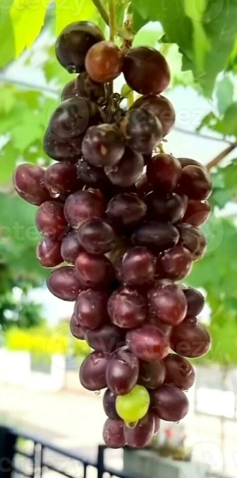 A large bunch of grapes is ripe. photo