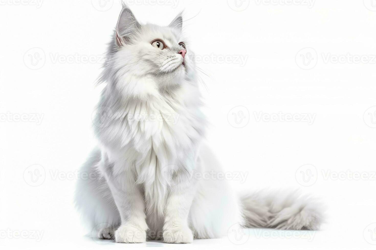 AI generated Portrait of handsome young cat isolated on white background, Ai generative photo