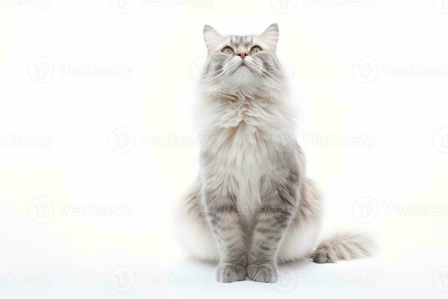 AI generated Beautiful cat isolated on white background , Ai generative photo