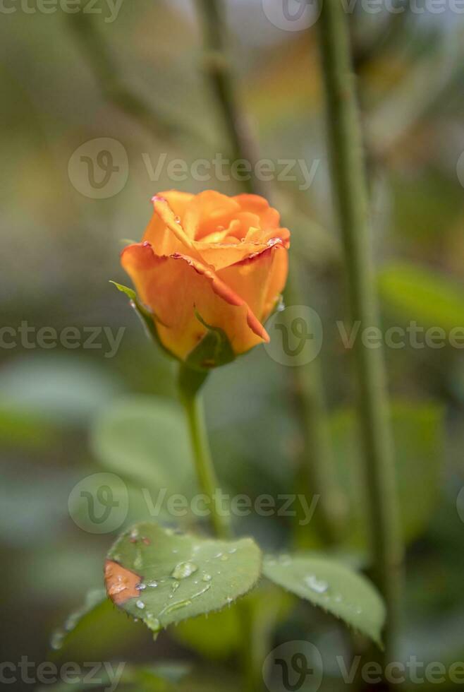 The beautiful young wild rose with dew on blurred background photo