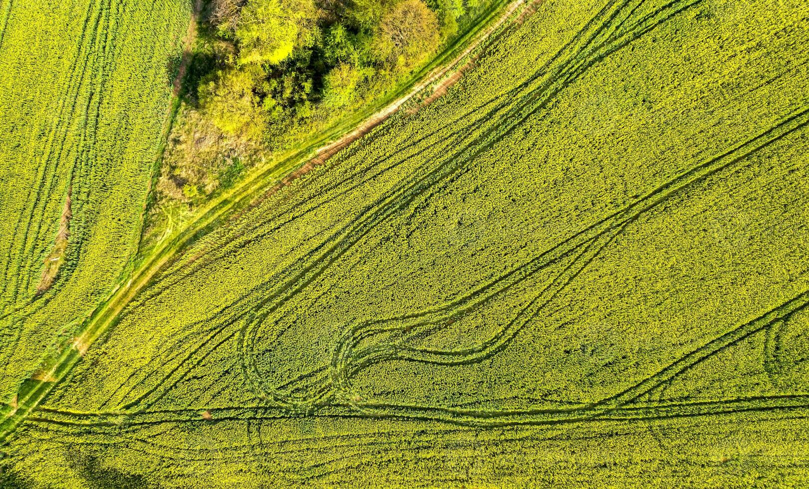 Aerial shot of field with a tractor traces on the agricultural field sowing. Rapeseed field photo
