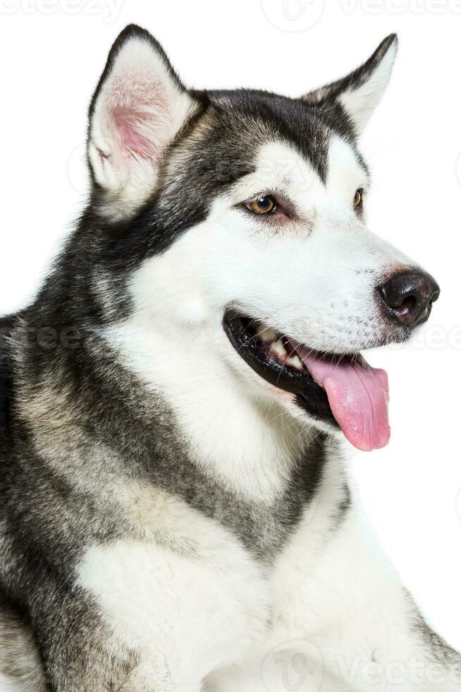 Portrait Alaskan Malamute, isolated on white. Close-up photo