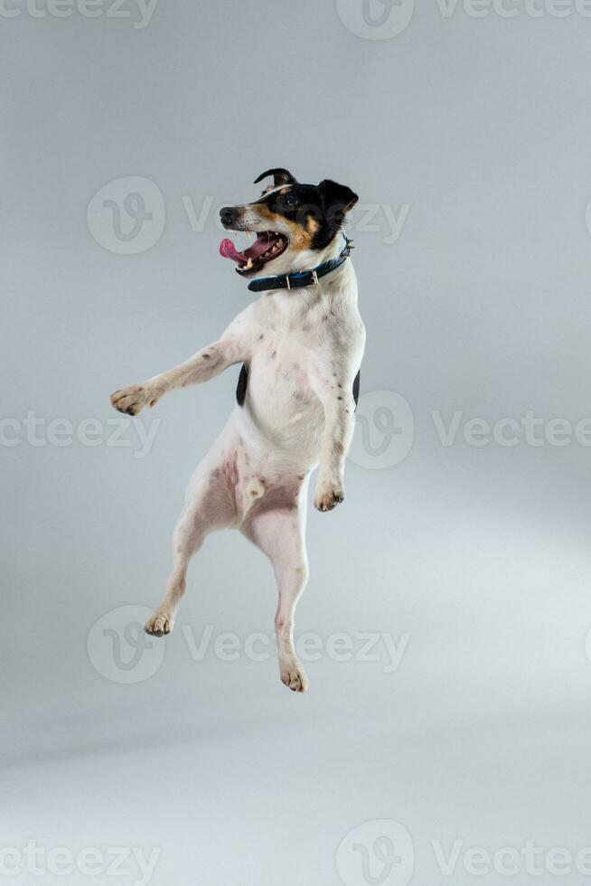 zorro terrier posando en estudio en gris antecedentes. foto