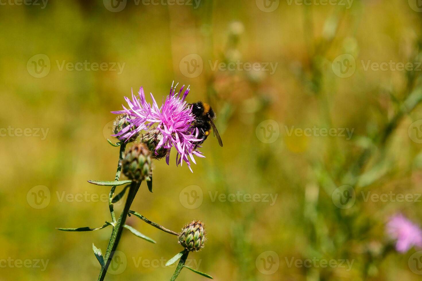 Bumblebee collects pollen on a lilac flower photo