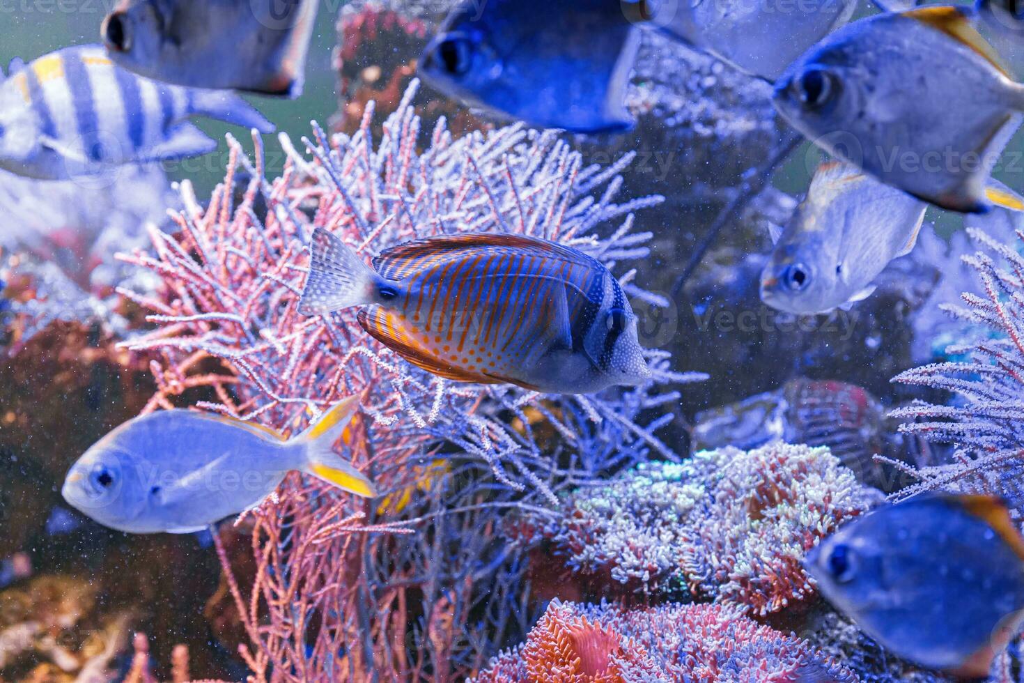 macro photography underwater monodactylus argenteus photo