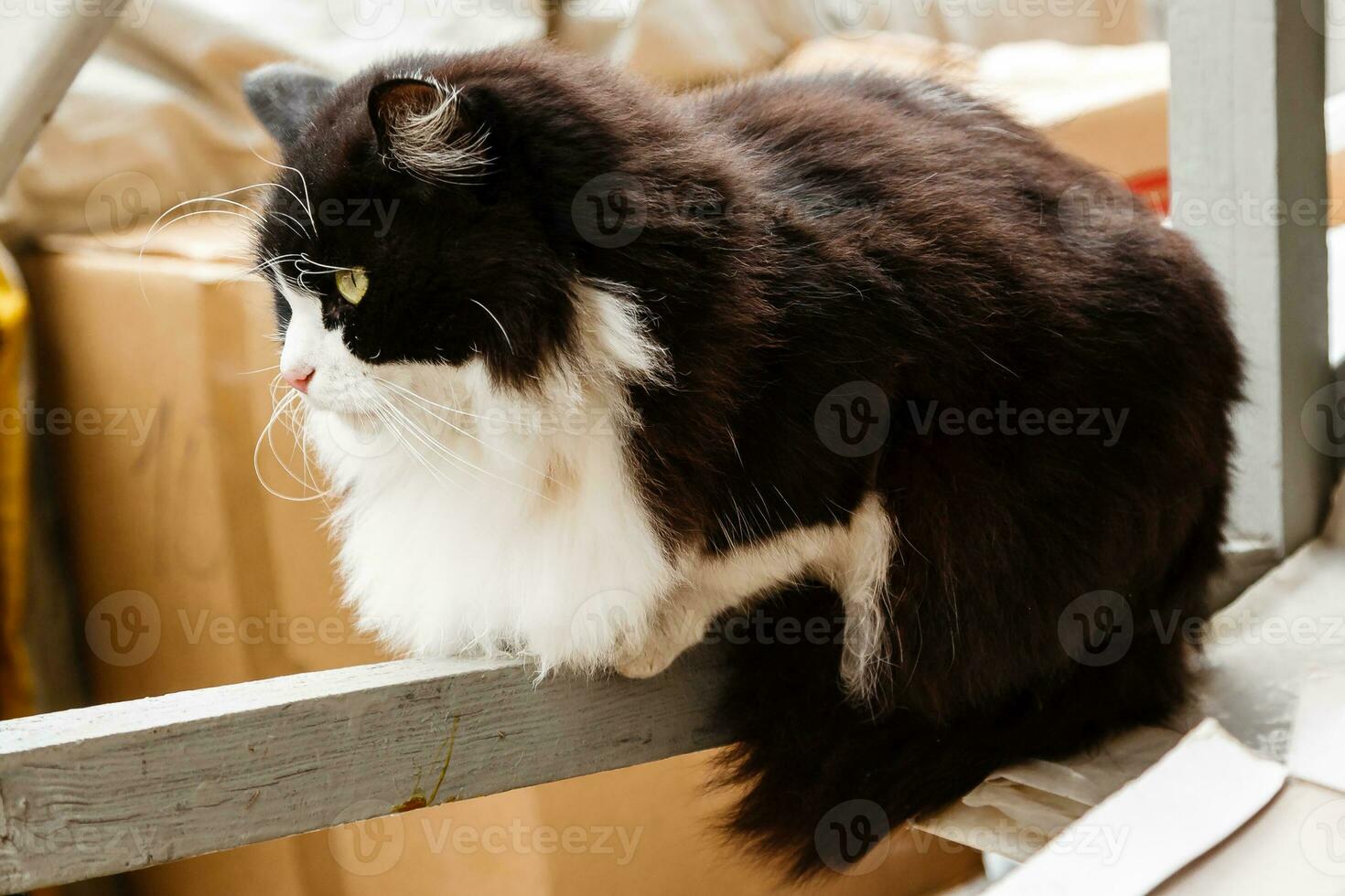 hermoso gato con ojos verdes foto