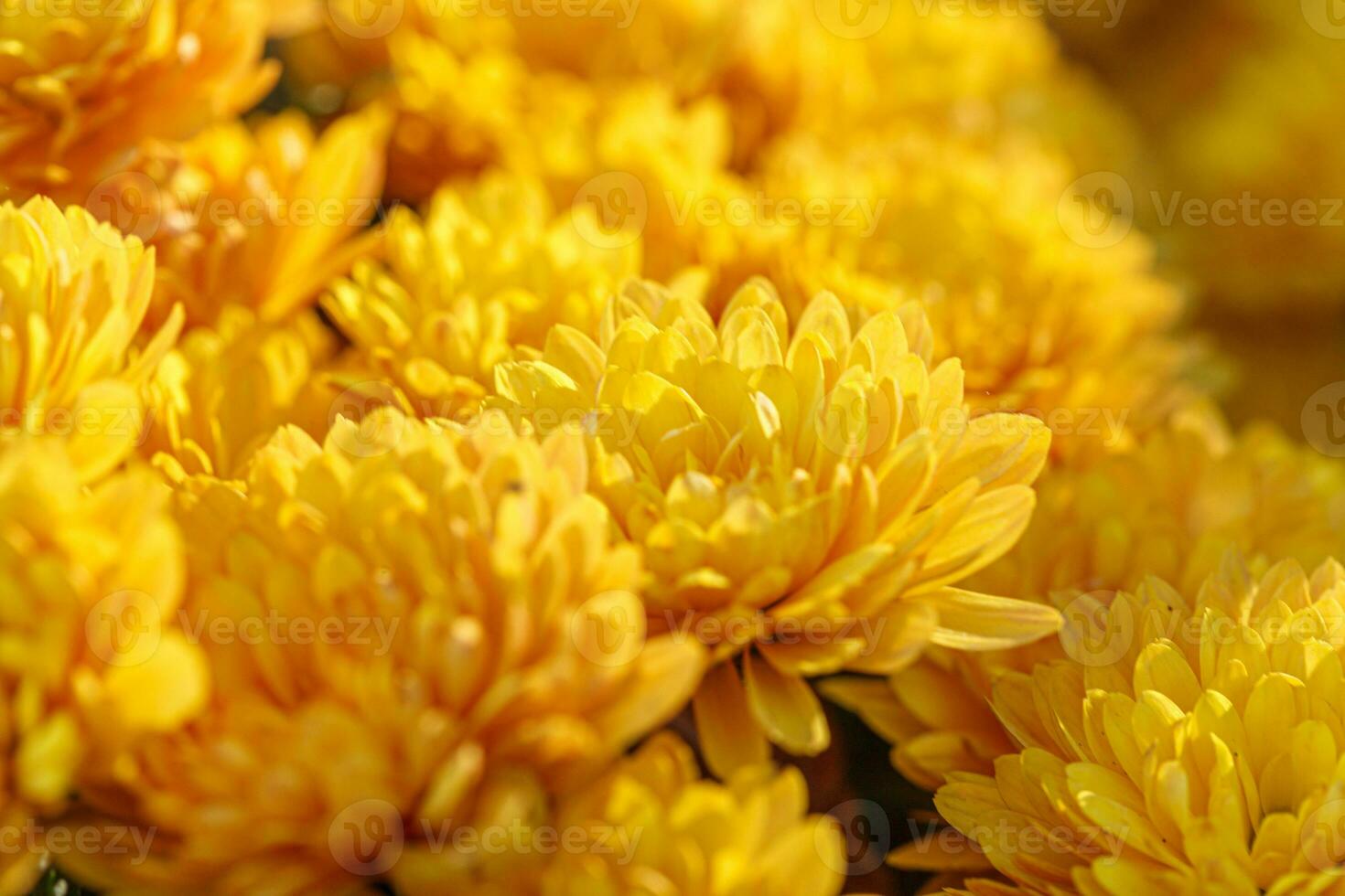 beautiful bushes of yellow chrysanthemum flowers photo