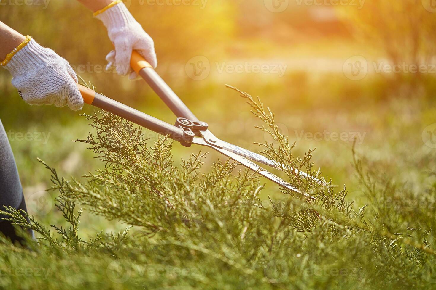 manos de jardinero en blanco guantes son guarnición el descuidado verde arbusto utilizando cobertura tijeras en soleado patio interior. trabajador paisajismo jardín. cerca arriba foto