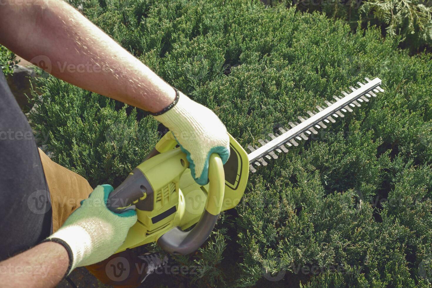 Hands of unrecognizable gardener in yellow gloves are trimming the overgrown green shrub with electric hedge trimmer on sunny backyard. Close up photo
