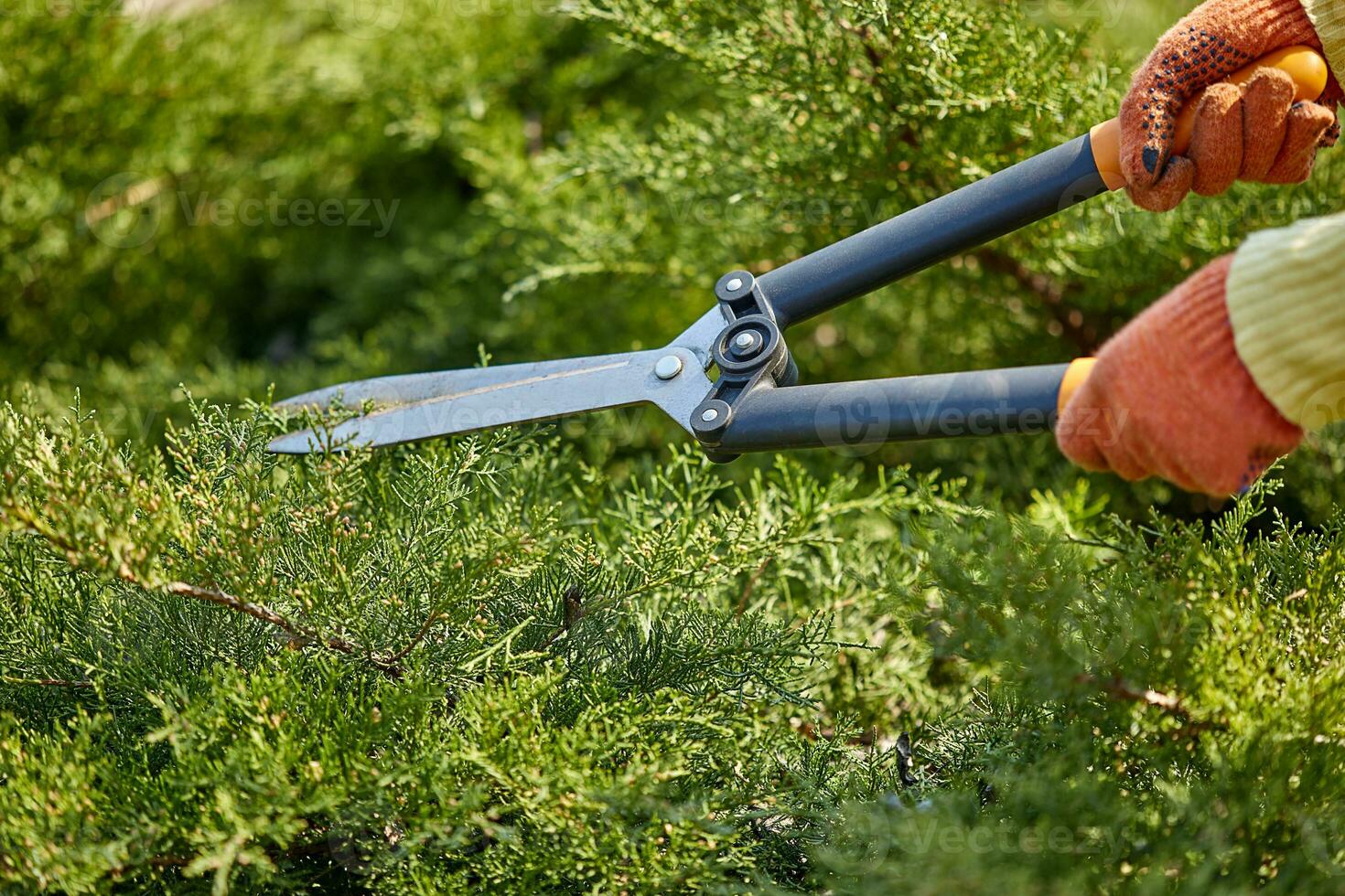 Hands of gardener in orange gloves are trimming the overgrown green shrub using hedge shears on sunny backyard. Worker landscaping garden. Close up photo