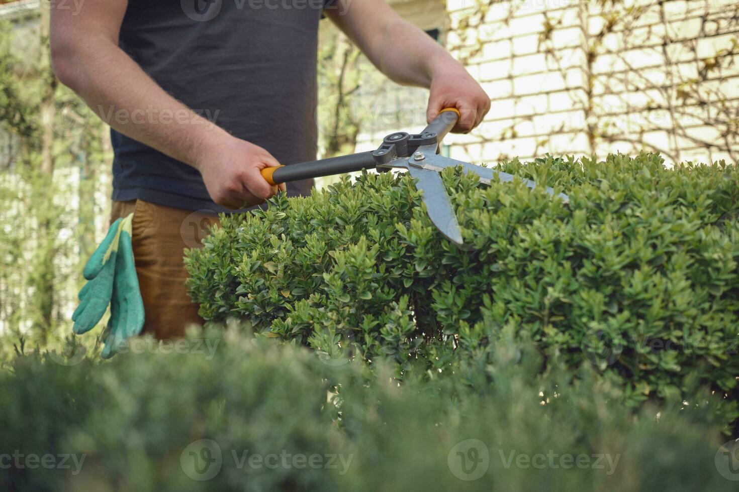 Guy with bare hands is trimming a green shrub using sharp hedge shears in his garden. Worker is clipping hedge in summer sunny day. Close up photo
