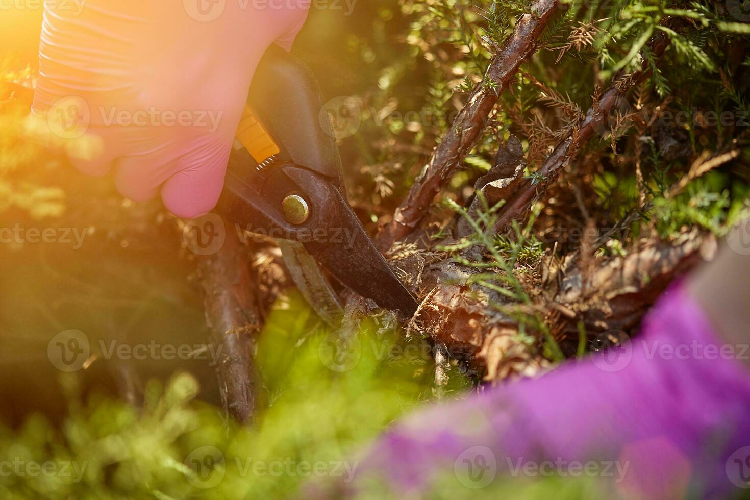 Hands of grower in pink gloves are trimming a twigs of overgrown green shrub using pruning shears. Gardener is clipping hedge in spring. Close up photo