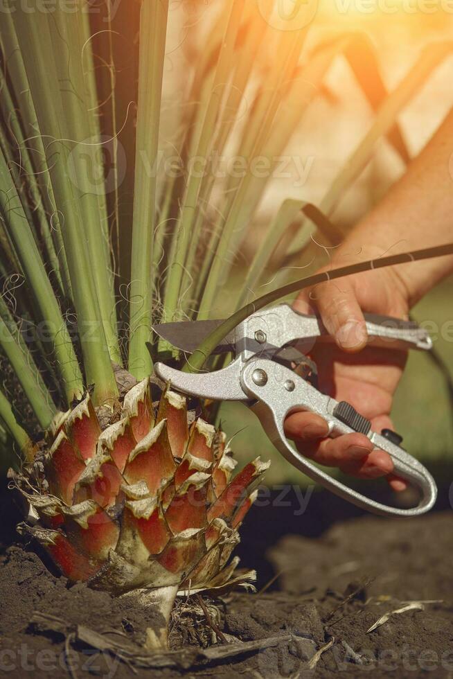 desnudo mano de desconocido hombre es corte verde yuca o pequeño palma árbol con poda tijeras en soleado jardín. trabajador es paisajismo patio interior. cerca arriba foto