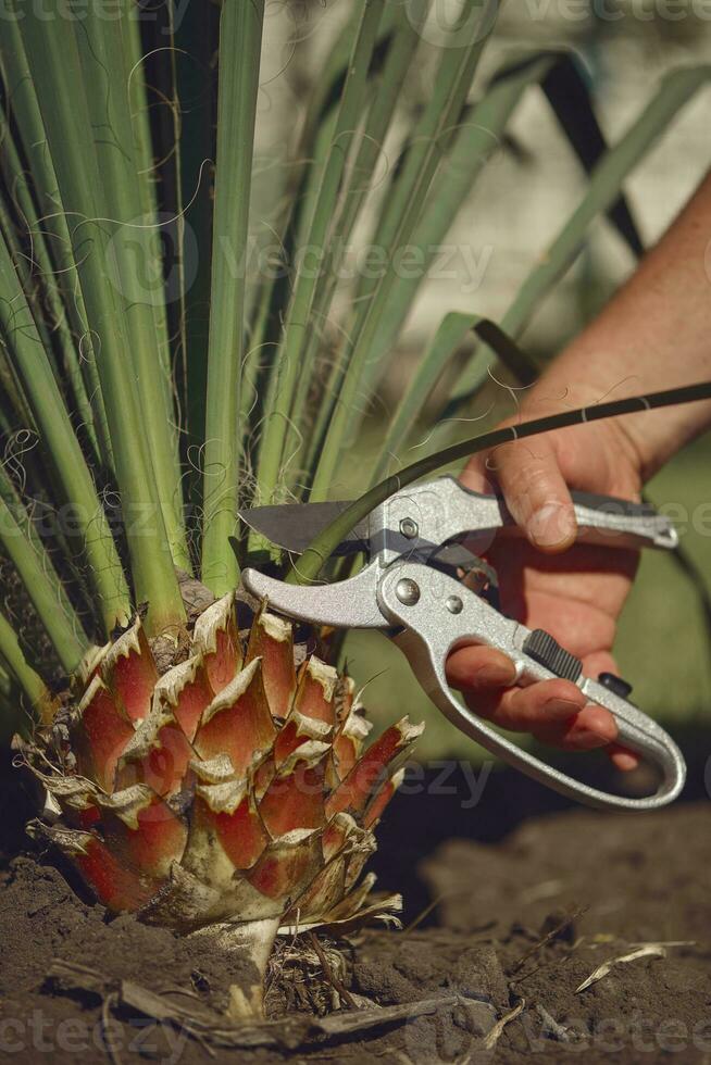 Bare hand of unknown man is cutting green yucca or small palm tree with pruning shears in sunny garden. Worker is landscaping backyard. Close up photo