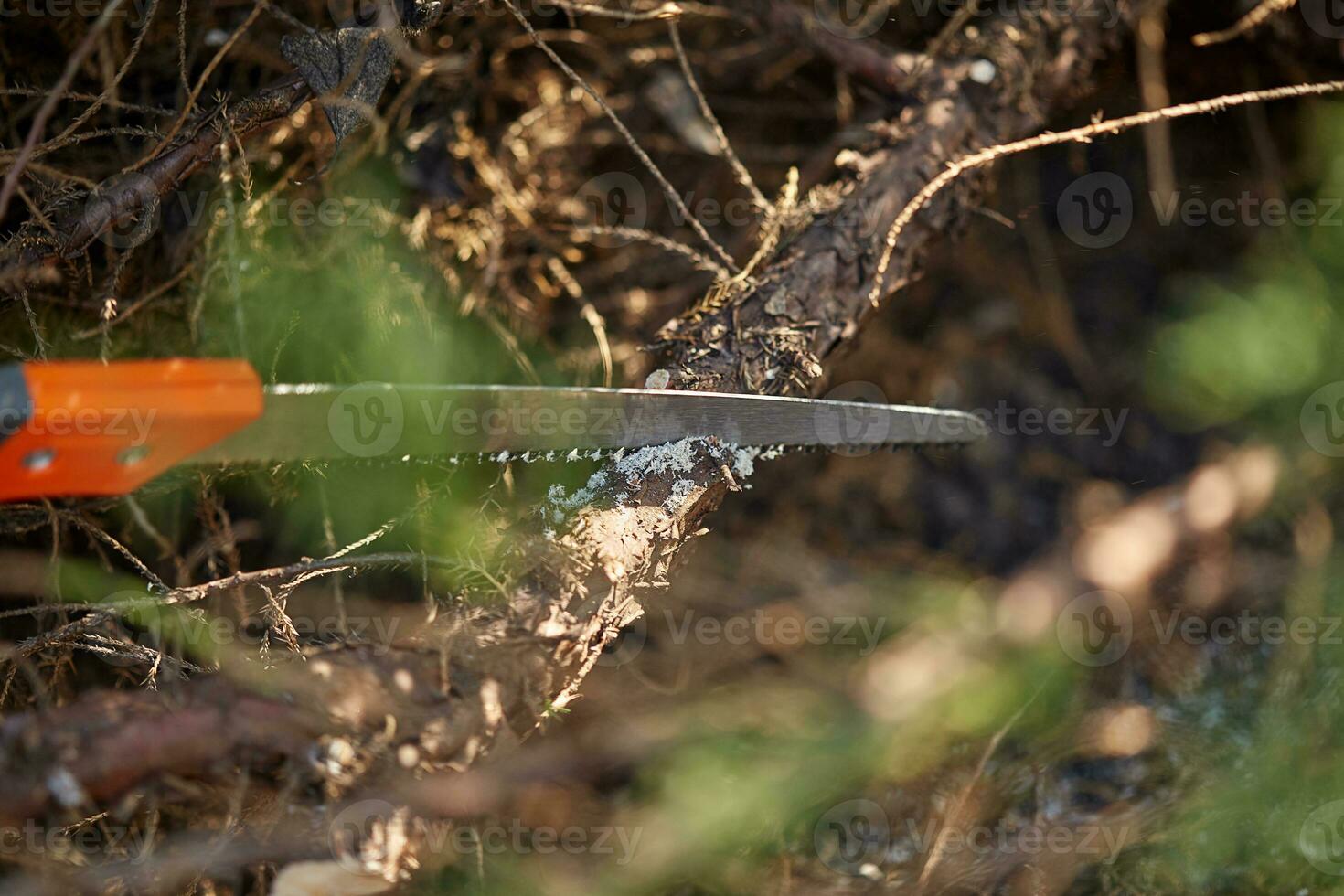 Saw with orange handle is sawing or cutting a dry branch of an old tree. Equipment or tools for pruning. Concept of garden care. Close up photo