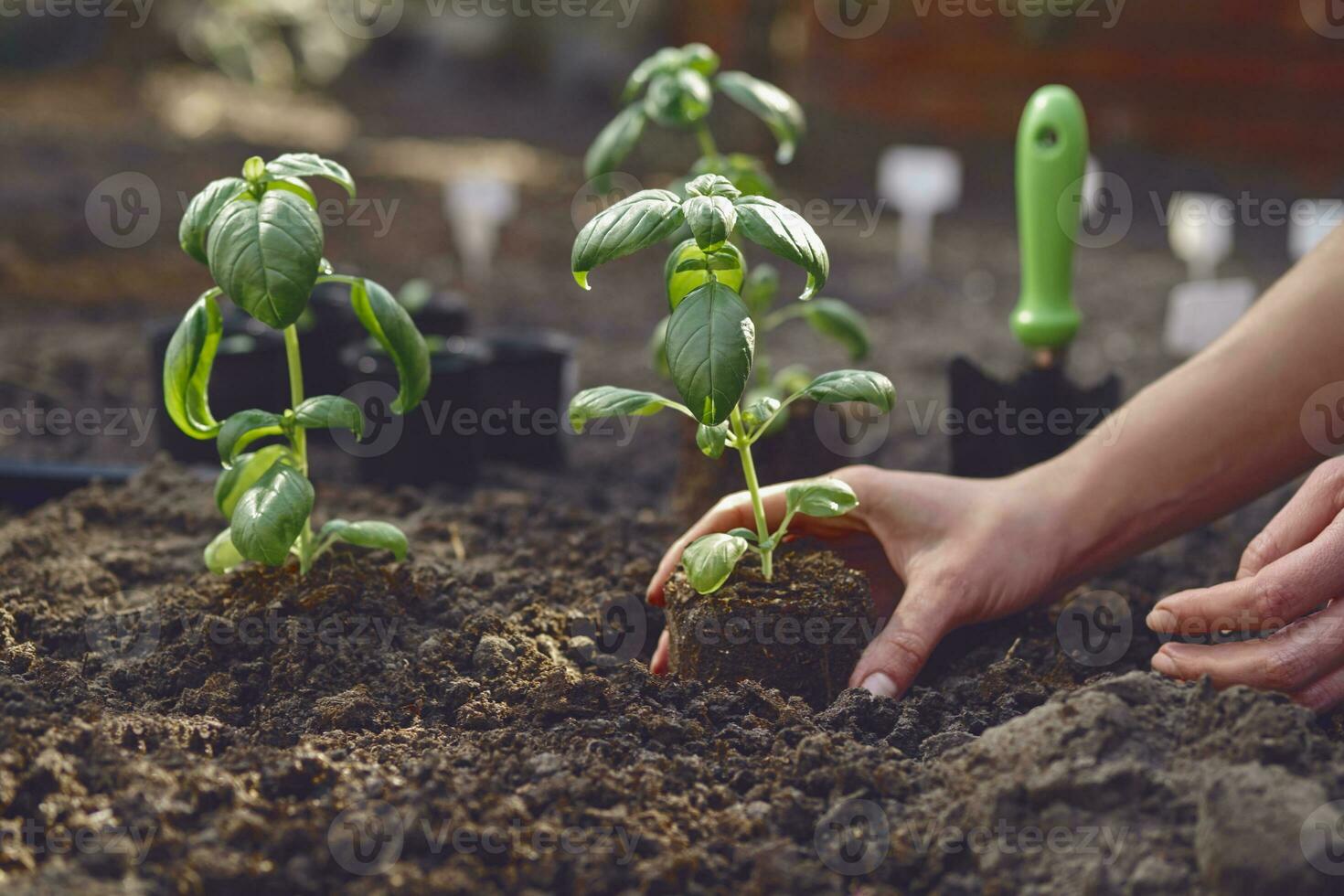 Hands of unknown woman are planting young green basil sprout or plant in black ground. Sunlight, soil, small garden shovel. Close-up photo