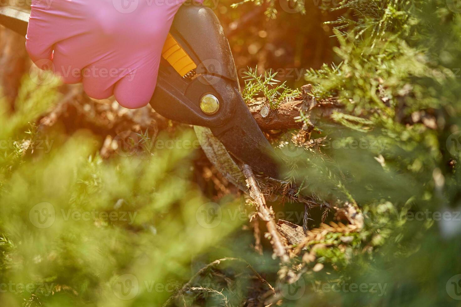 Hands of worker in pink gloves are trimming a twig of overgrown green shrub using pruning shears. Gardener is clipping hedge in spring. Close up photo