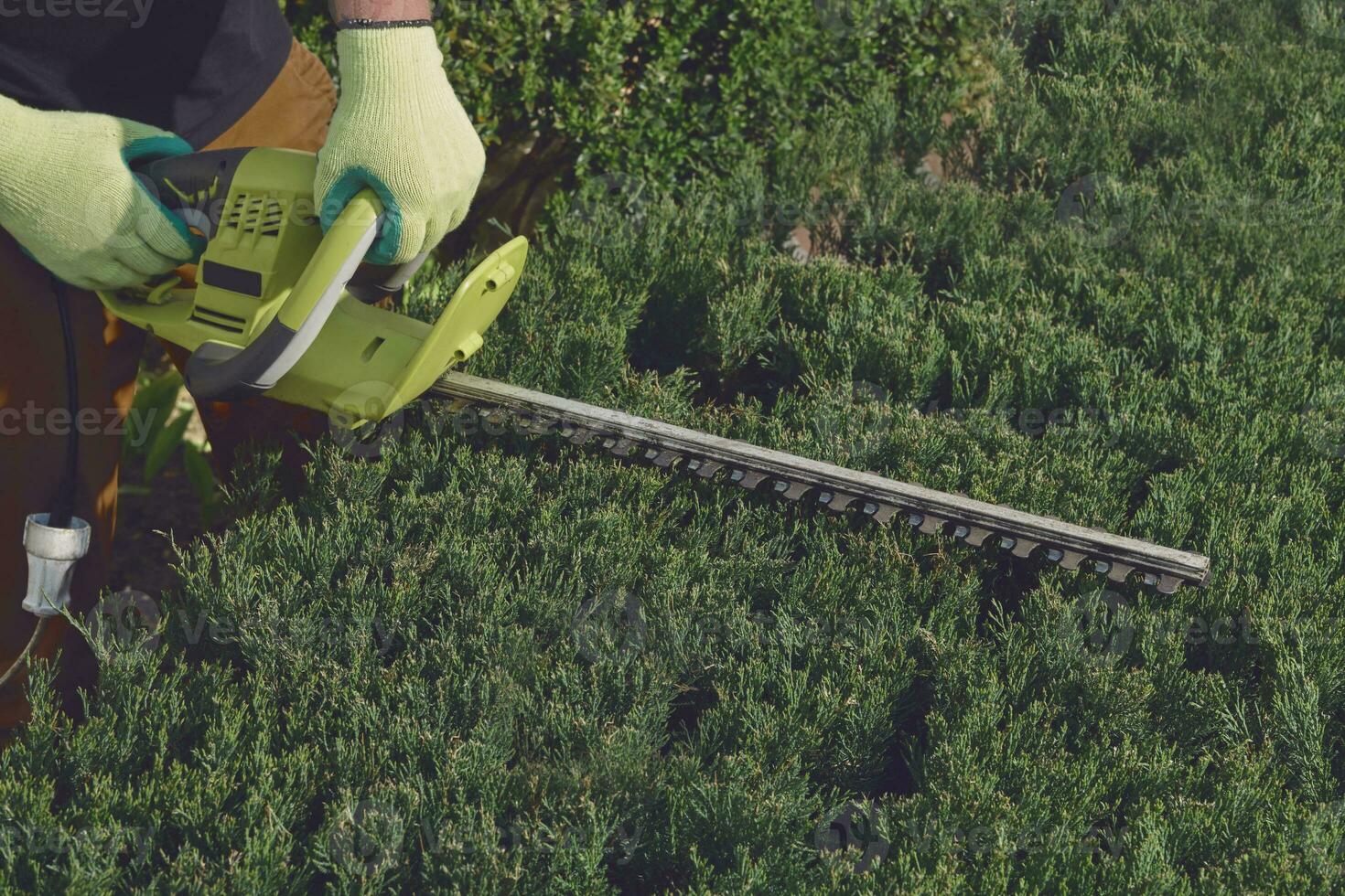 Hands of unknown worker in yellow gloves are trimming the overgrown green bush with electric hedge trimmer on sunny backyard. Close up photo