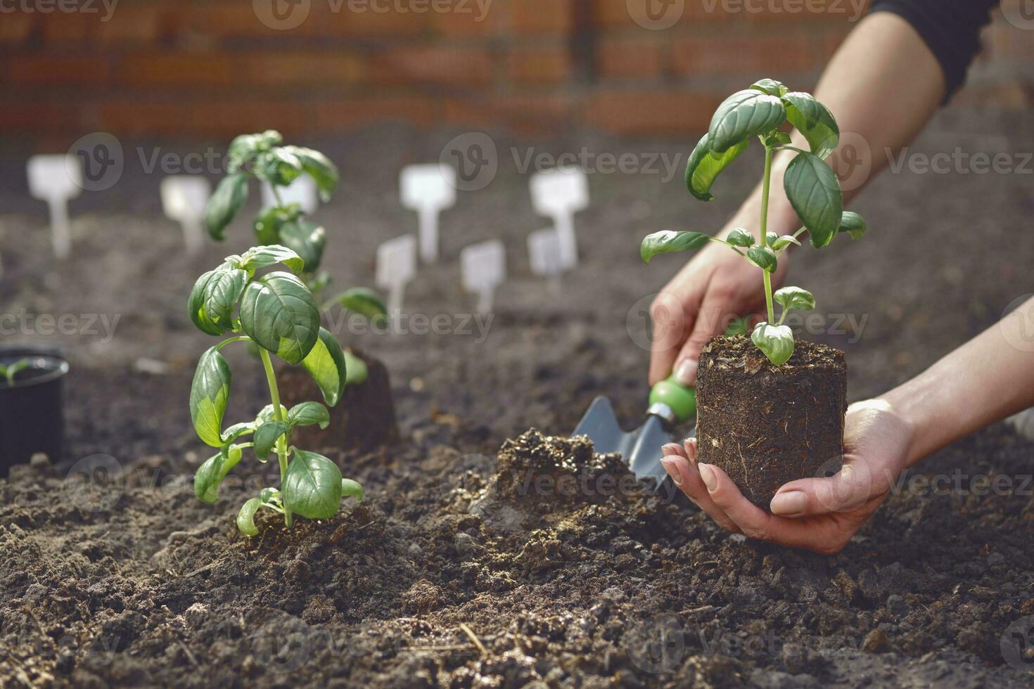 Hand of unknown gardener is using small garden shovel and holding young green basil seedling or plant in soil. Sunlight, ground. Close-up photo