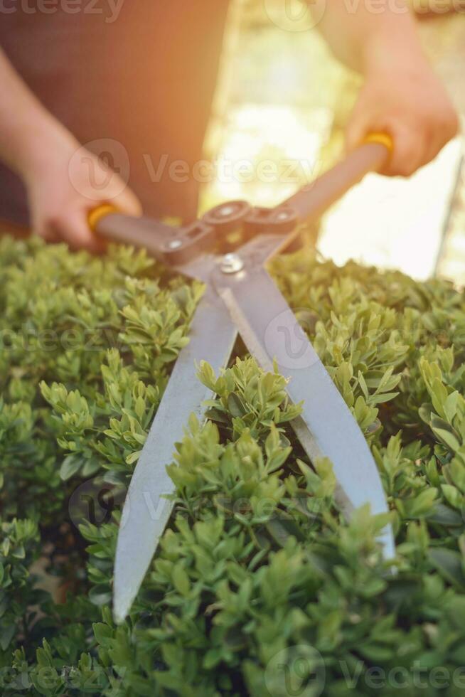 Bare hands of unknown gardener are trimming green bush using sharp hedge shears on his backyard. Worker clipping hedge in summer sunny day. Close up photo