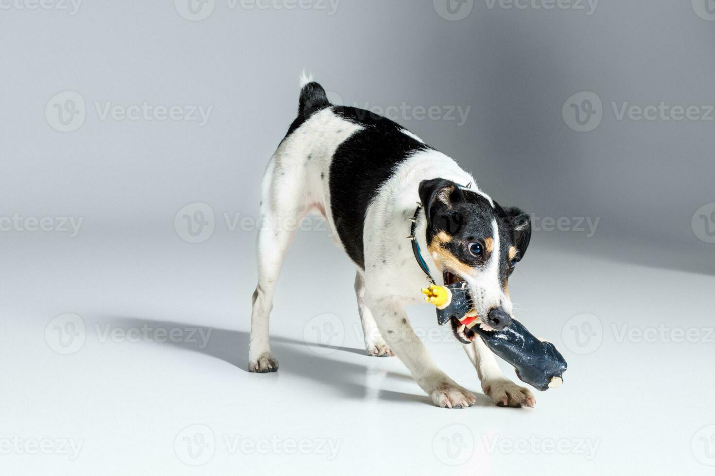 Fox terrier posing in studio on grey background. photo