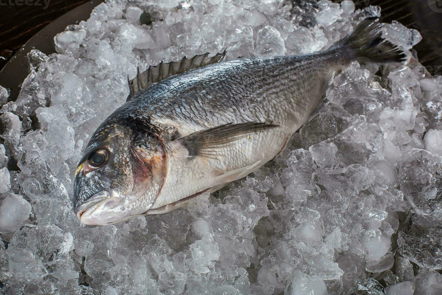 Seafood cooking preparation. Top view of dorado on ice. photo