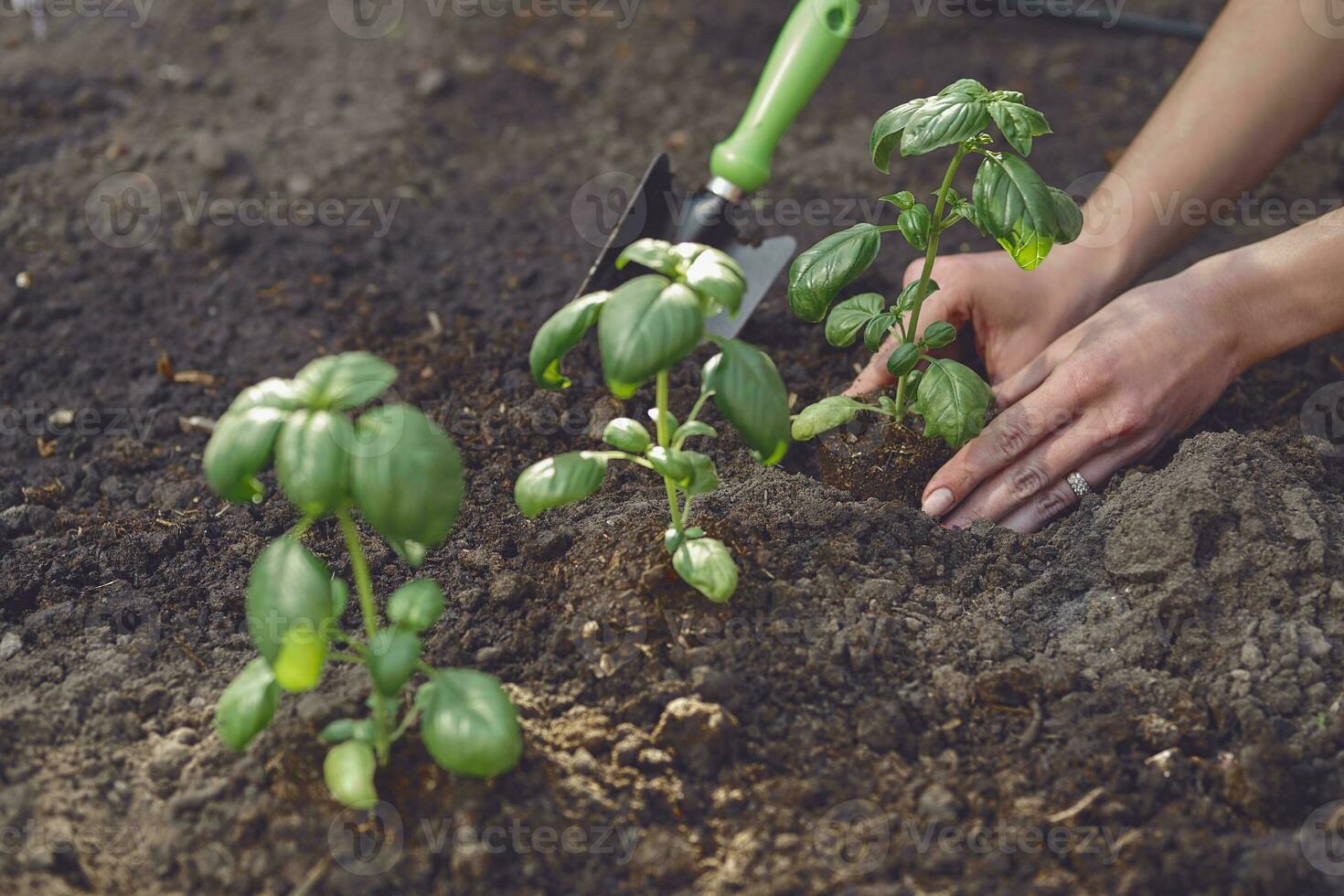 Hands of lady gardener are planting young green basil sprouts or plants in fertilized black soil. Sunlight, ground, small garden shovel. Close-up photo