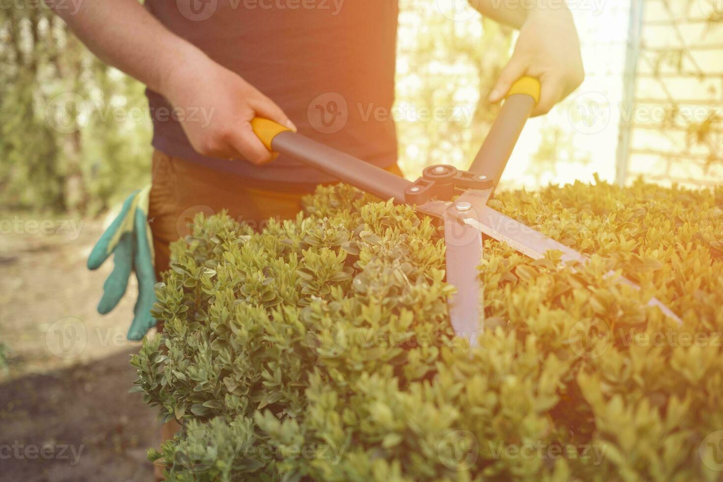 Man with bare hands is trimming a green shrub using hedge shears on his backyard. Gloves are in his pocket. Professional pruning tool. Close up photo