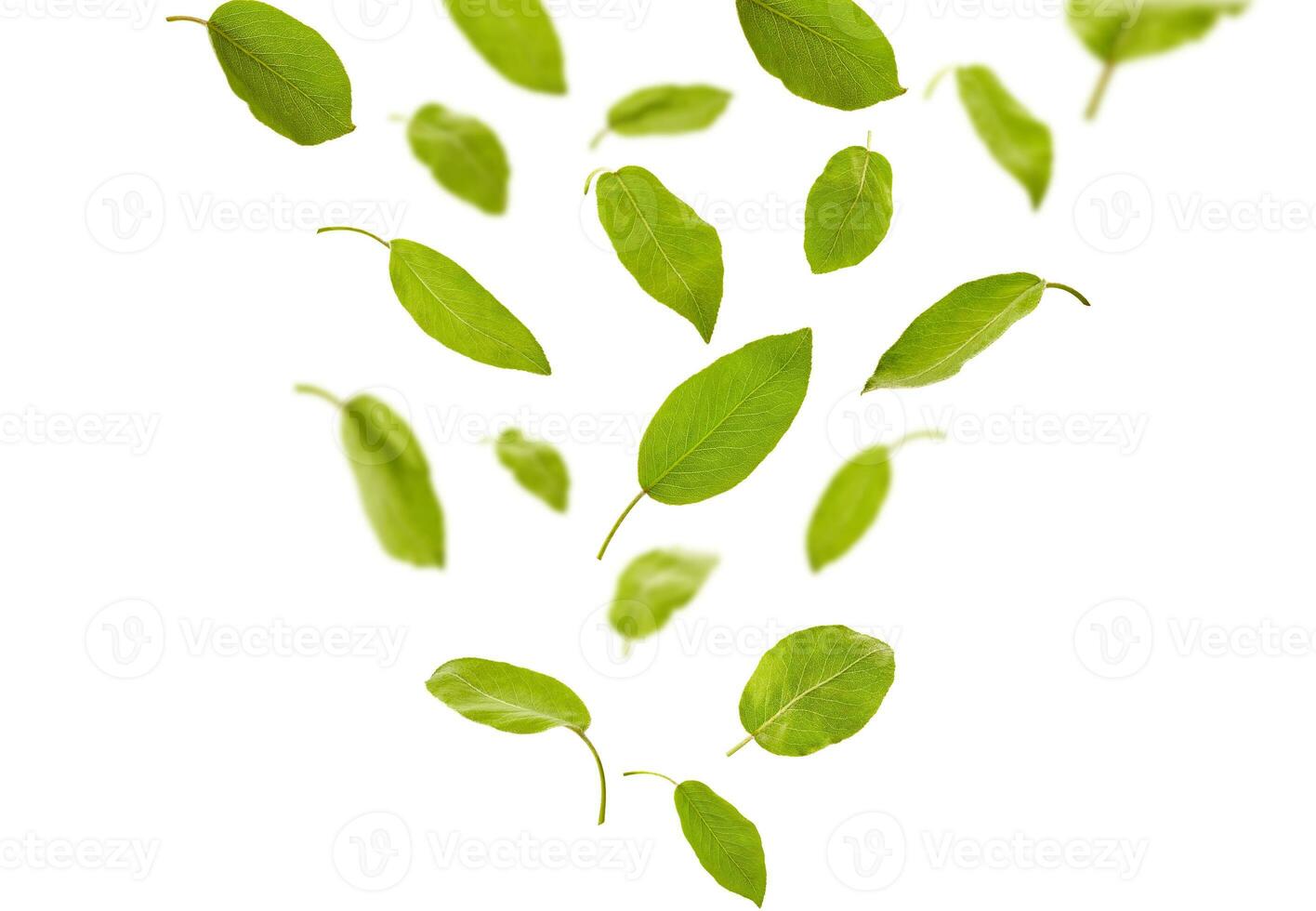 Falling down green leaves of plum tree or tea, isolated on white background. Foliage levitation concept. Close up, copy space photo