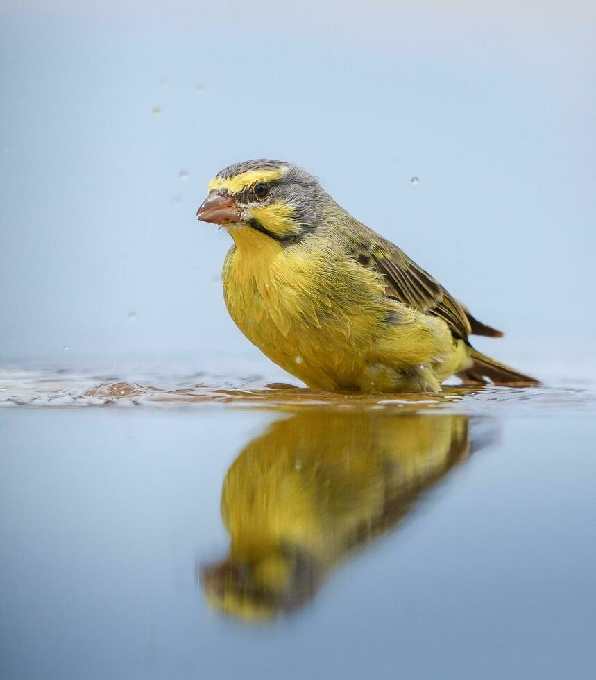 Yellow Wagtail Motacilla flava in water reflection photo