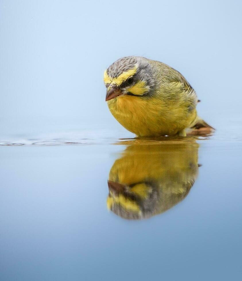 amarillo aguzanieves motacilla flava en agua foto