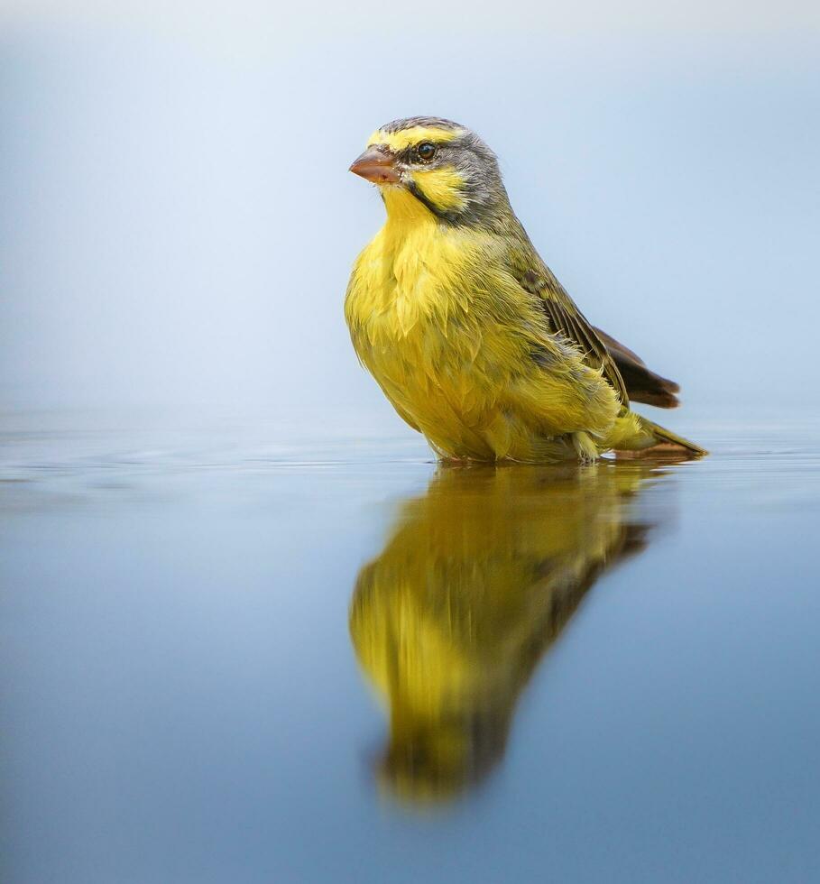 amarillo aguzanieves motacilla flava en agua con reflexión foto