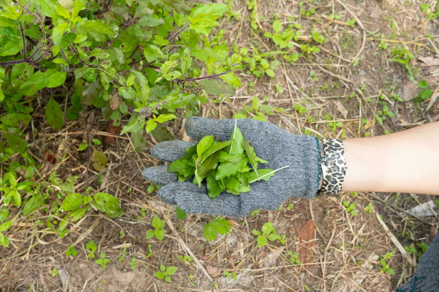 A farmer's hand is plucking basil leaves to use in cooking. photo