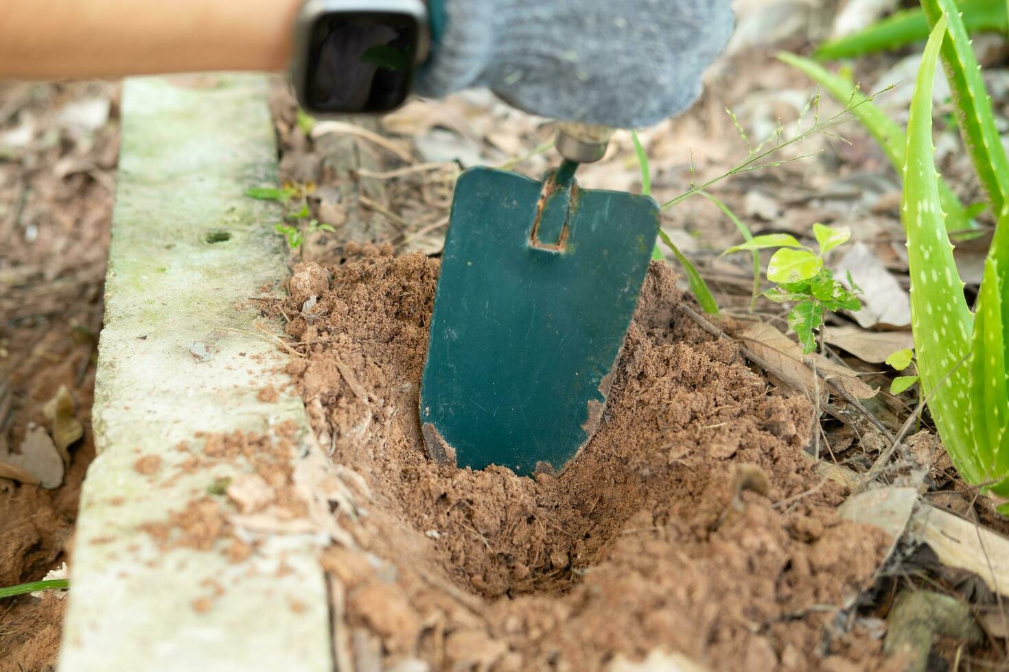 agricultores manos plantando áloe vera plántulas en el tierras de cultivo foto