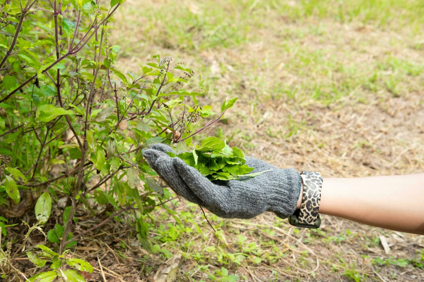 A farmer's hand is plucking basil leaves to use in cooking. photo