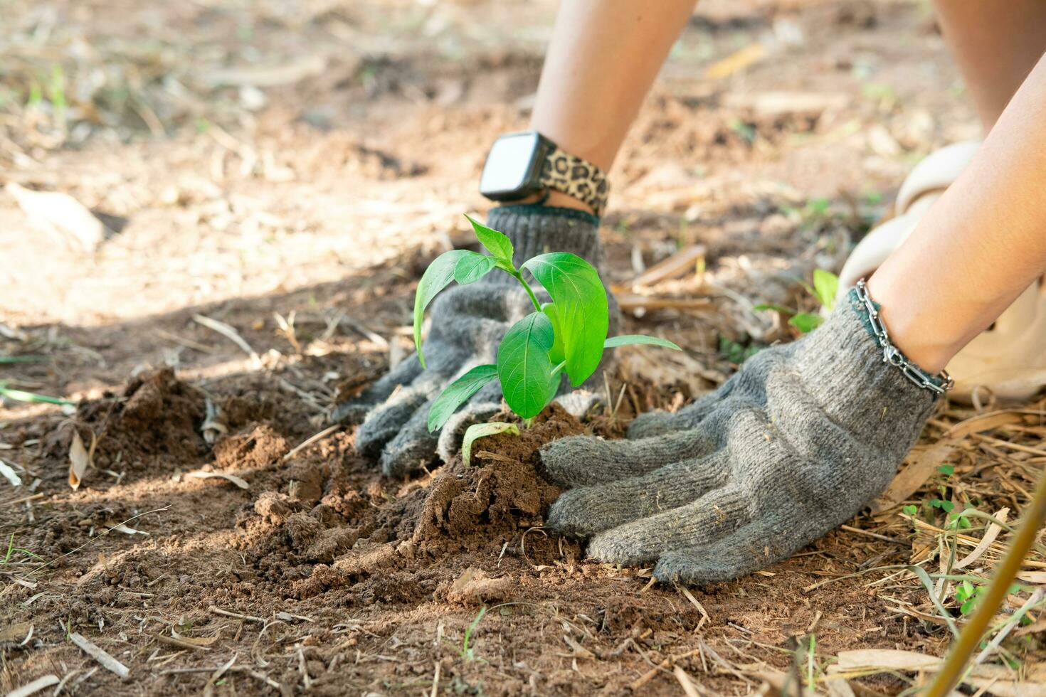 Farmer's hands planting young seedlings in the morning sunlight. photo