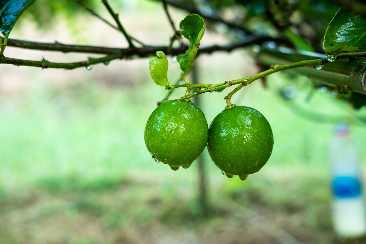 Lemons on the tree dripping water after rain or watering the plant. photo