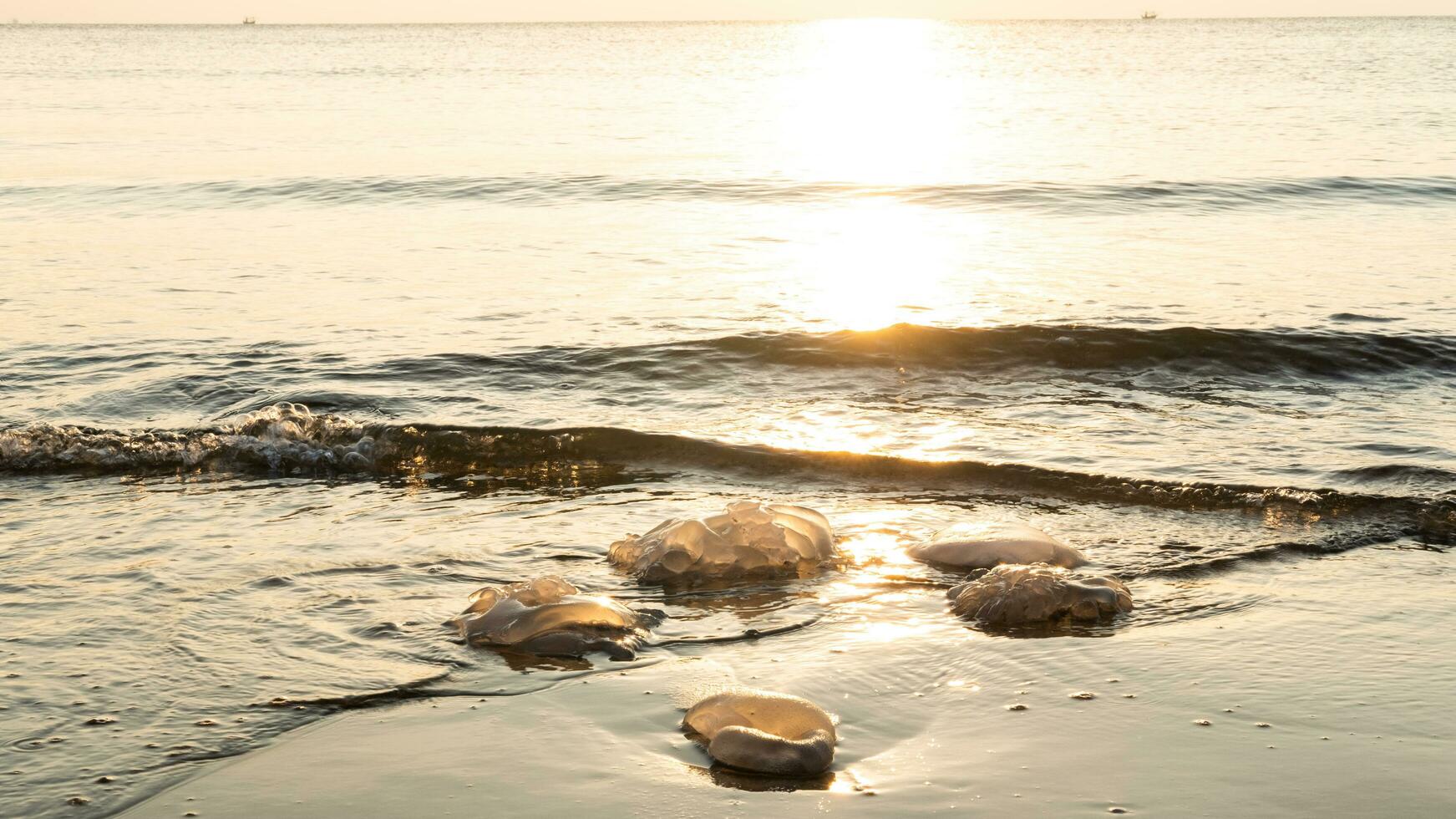 Jellyfish population drifting to the beach and losing their lives due to ecological, climatic and environmental reasons photo