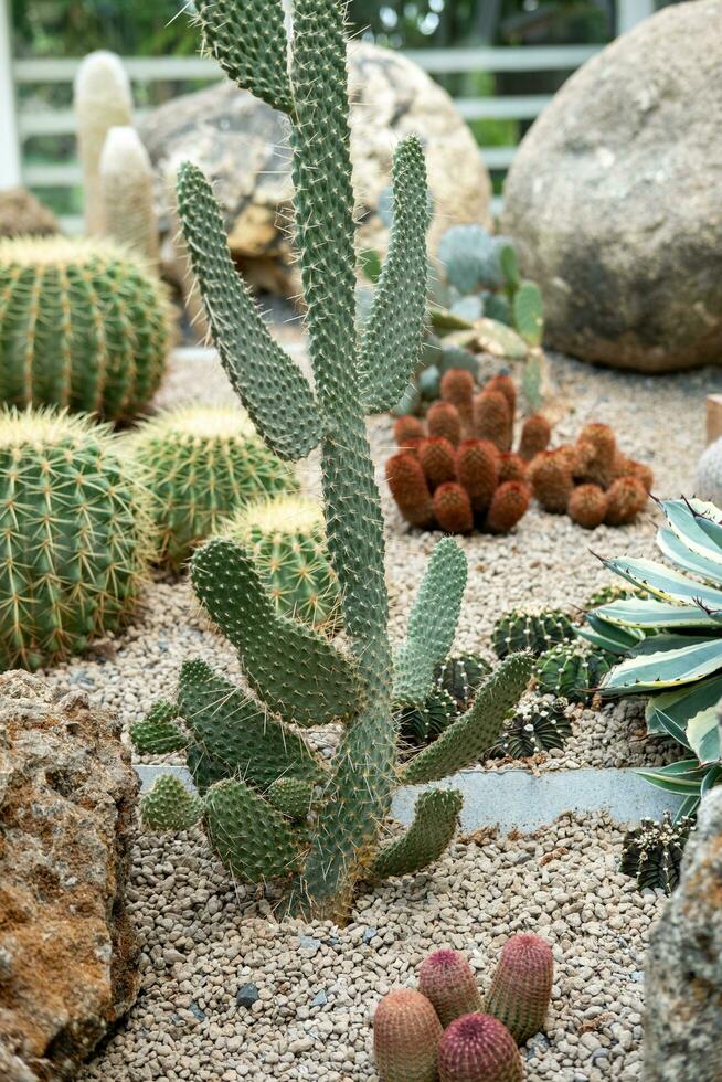 Cactus garden Various types of beautiful cacti Exotic cactus collection. photo