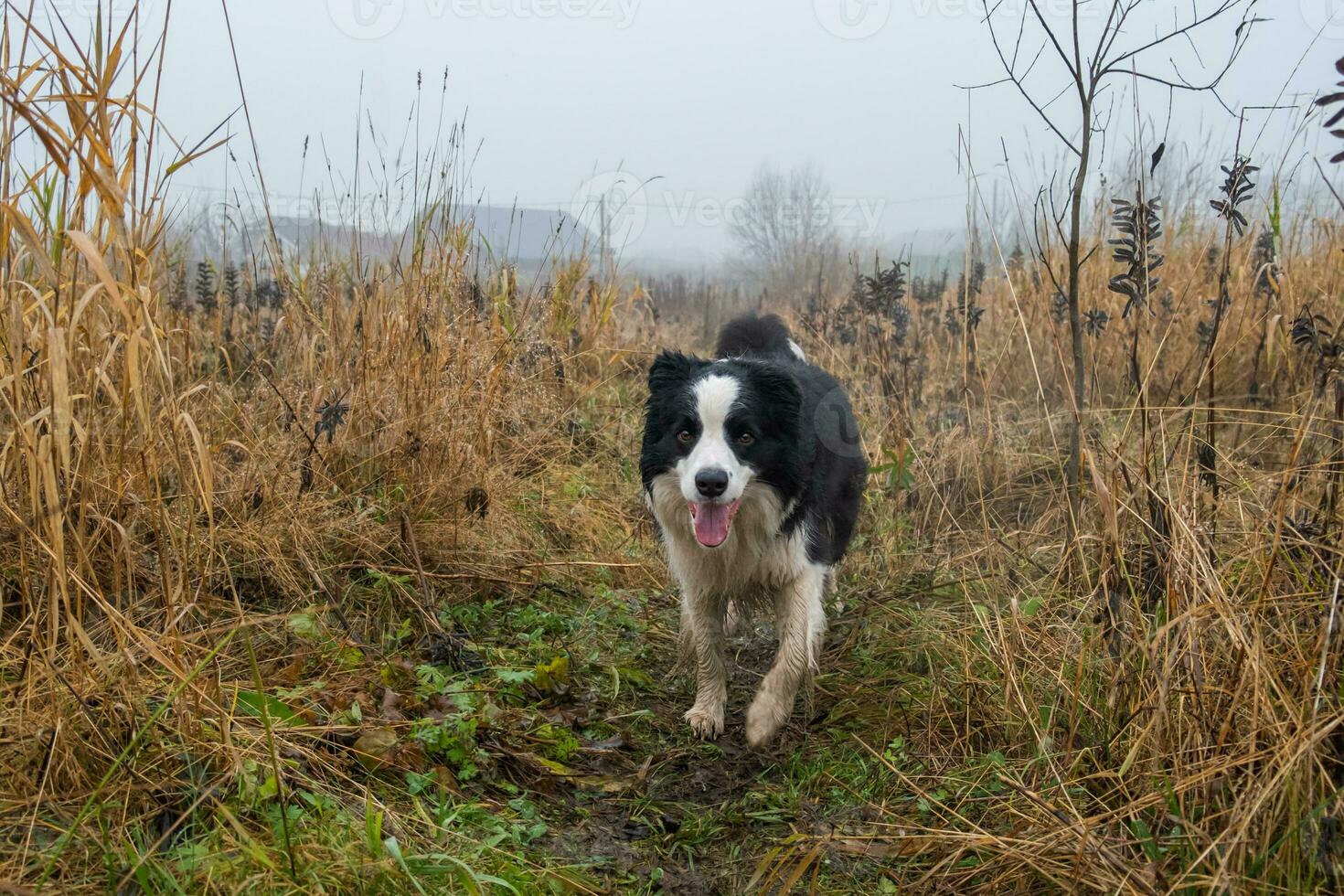 Pet activity. Cute puppy dog border collie running in autumn park outdoor. Pet dog on walking in foggy autumn fall day. Hello Autumn cold weather concept. photo