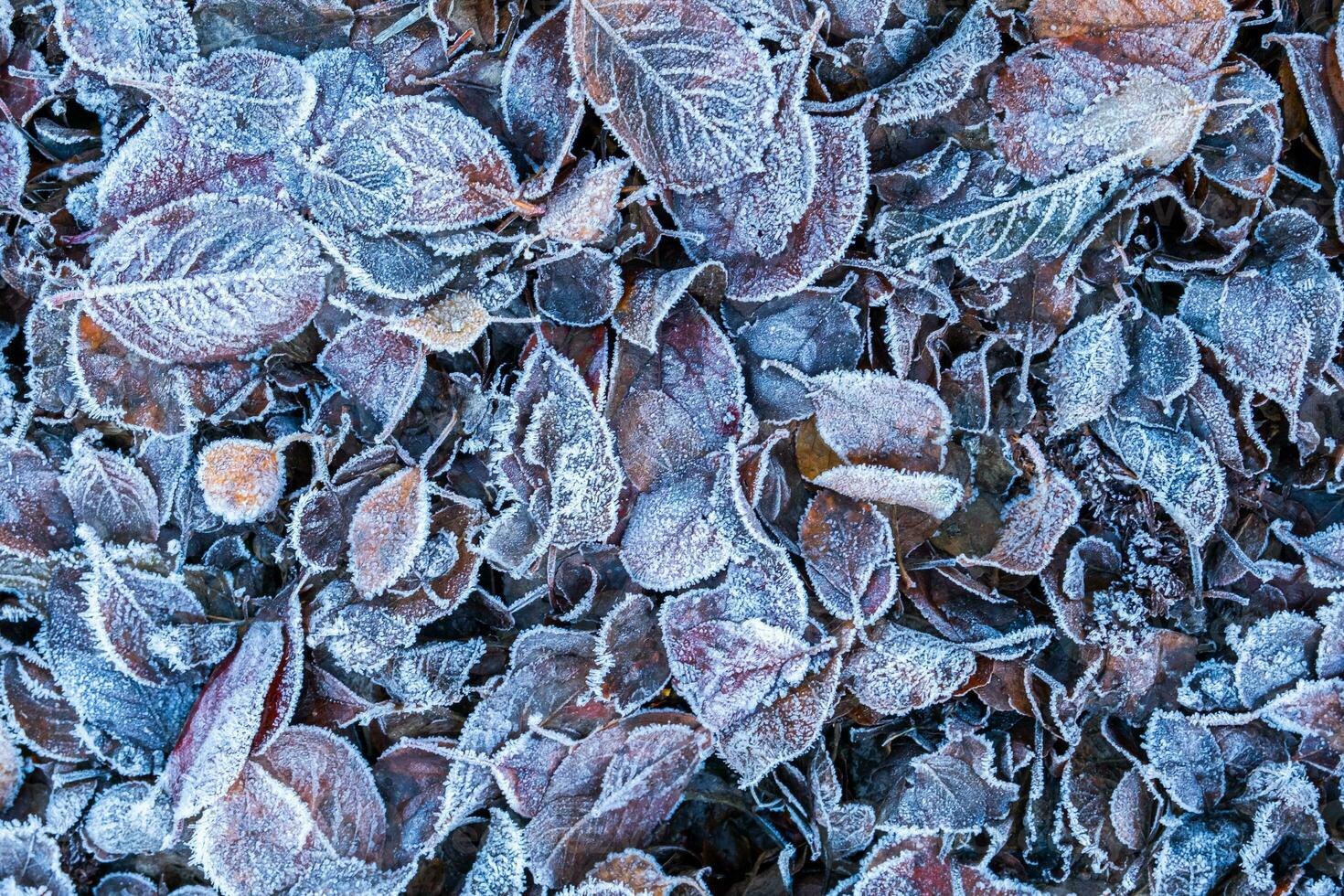 Frosty leaves with shiny ice frost in snowy forest park. Fallen leaves covered hoarfrost and in snow. Tranquil peacful winter nature. Extreme north low temperature, cool winter weather outdoor. photo