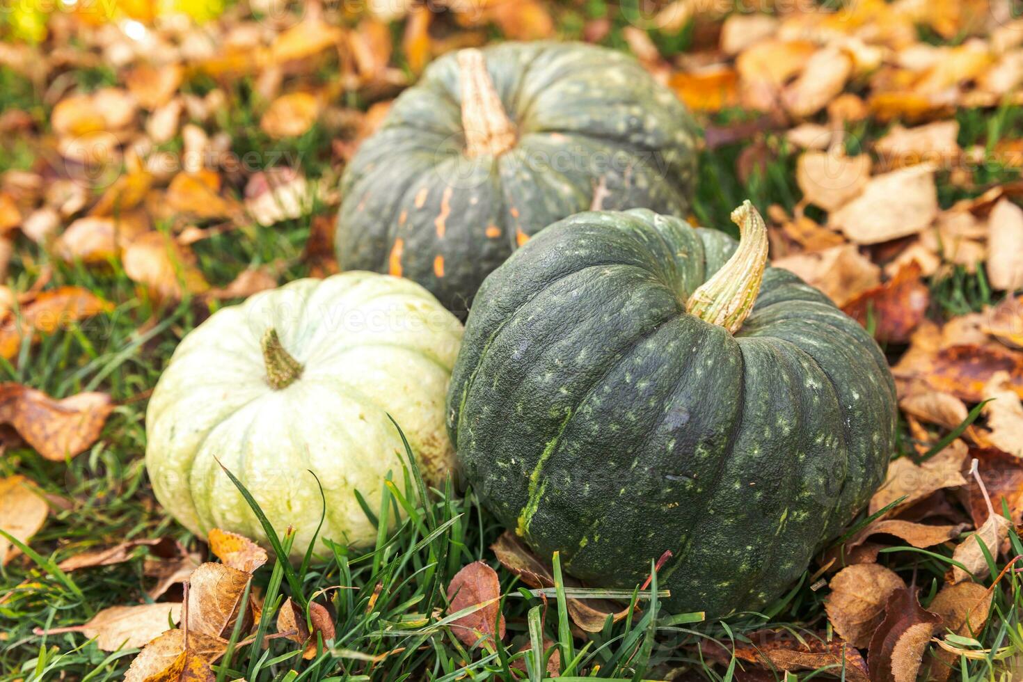 Autumnal Background. Autumn fall pumpkins on dried fall leaves garden background outdoor. October september wallpaper Change of seasons ripe organic food concept Halloween party Thanksgiving day. photo