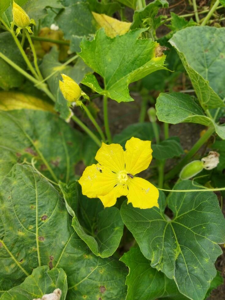 Yellow colored kumro flowers decorated with beautiful green leaves are natural mind-blowing surroundings photo