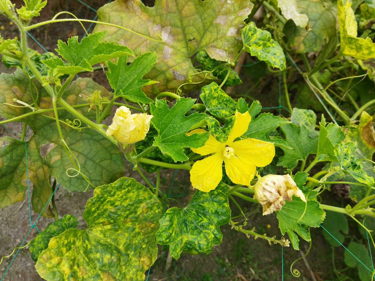 Yellow colored kumro flowers decorated with beautiful green leaves are natural mind-blowing surroundings photo