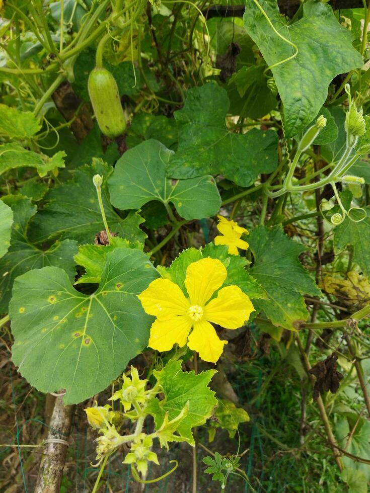 Yellow colored kumro flowers decorated with beautiful green leaves are natural mind-blowing surroundings photo