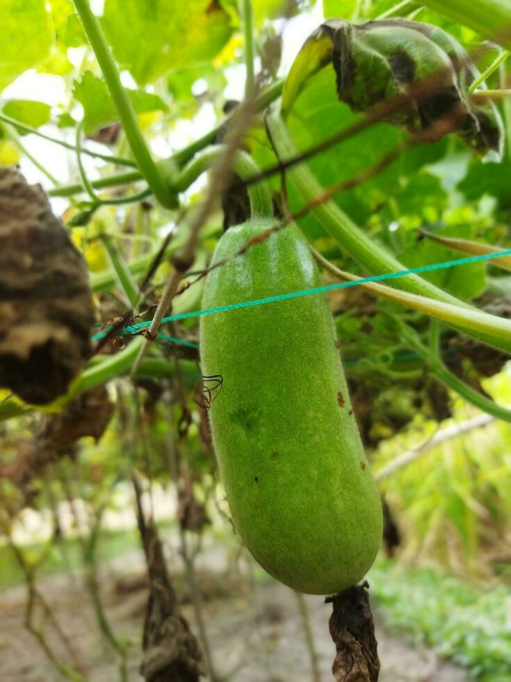 Benefits and nutritional value of rice pumpkin Roof pumpkin is a popular vegetable in our country. As this vegetable is grown on the roof of the house, it is known as roof pumpkin. This vegetable photo