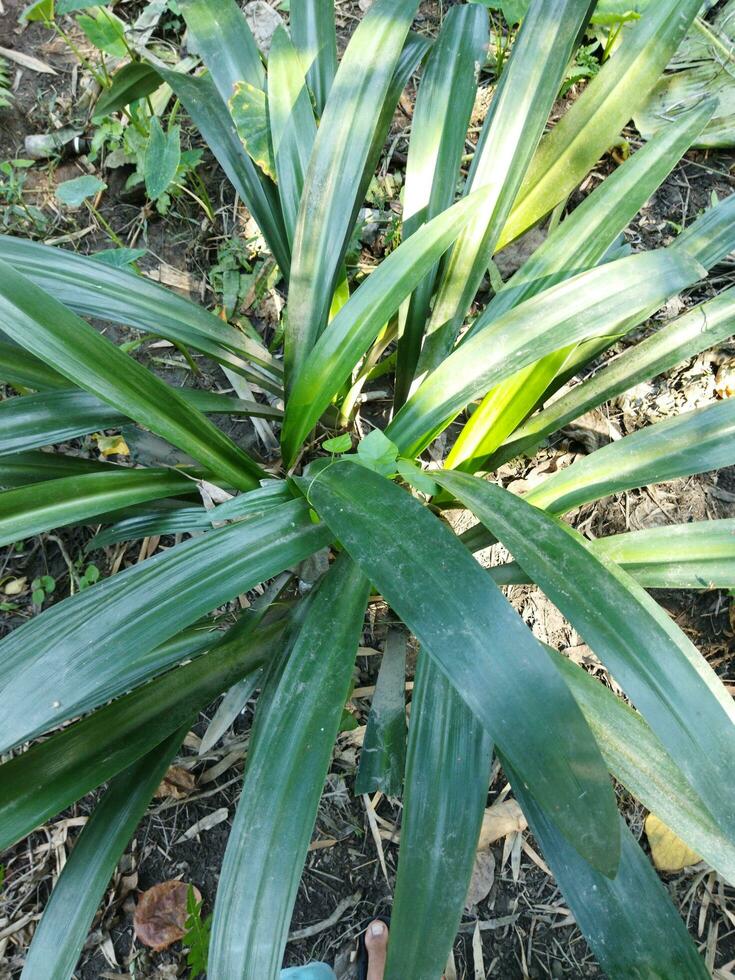 kaya hoja jugo es útil en acné, lepra, diabetes. flor petróleo ayuda reducir estómago dolor. keora flor agua es usado en Biryani cocinando. keora agua es hecho desde esta flor en el evaporación foto