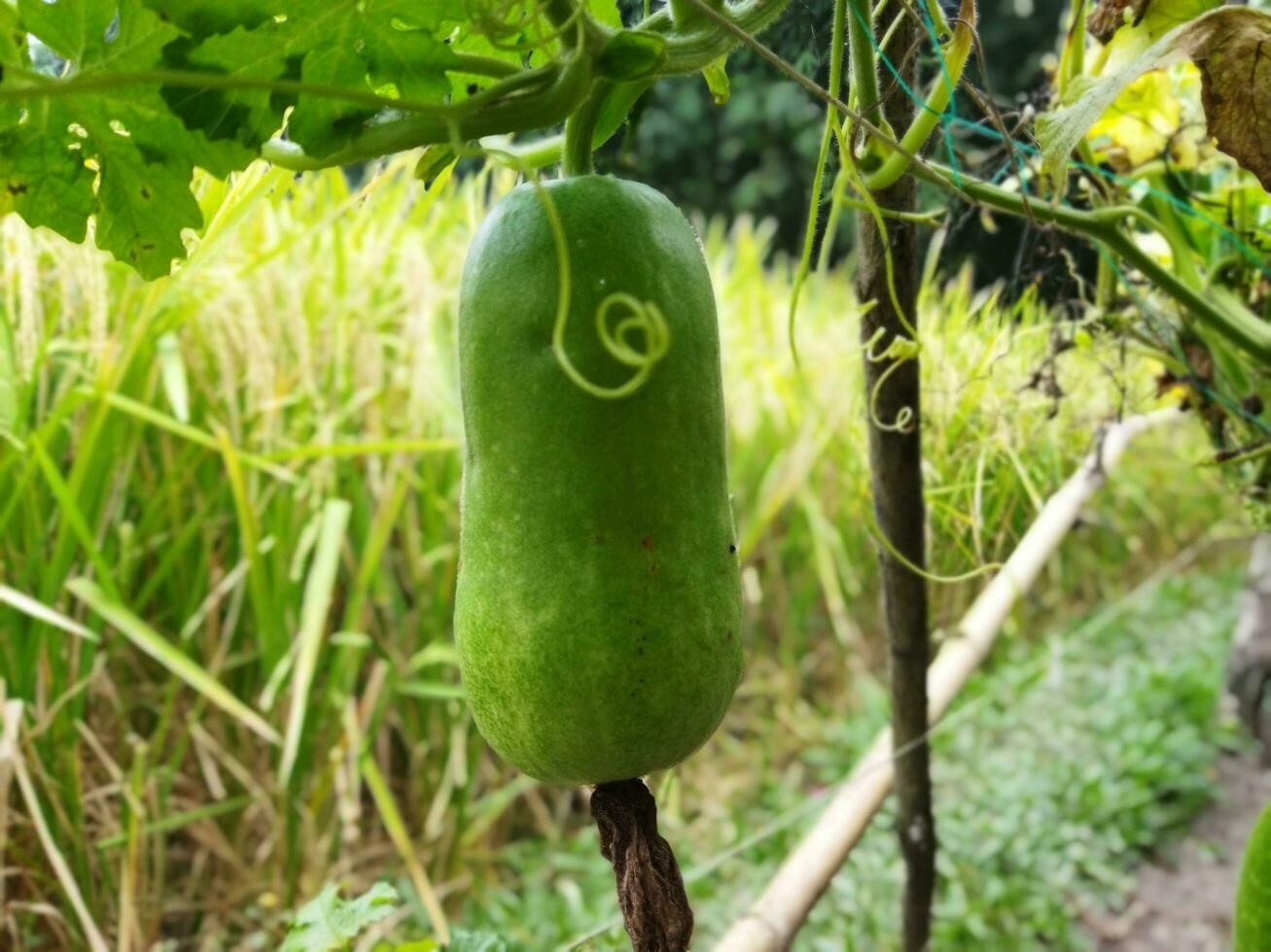 Benefits and nutritional value of rice pumpkin Roof pumpkin is a popular vegetable in our country. As this vegetable is grown on the roof of the house, it is known as roof pumpkin. This vegetable photo